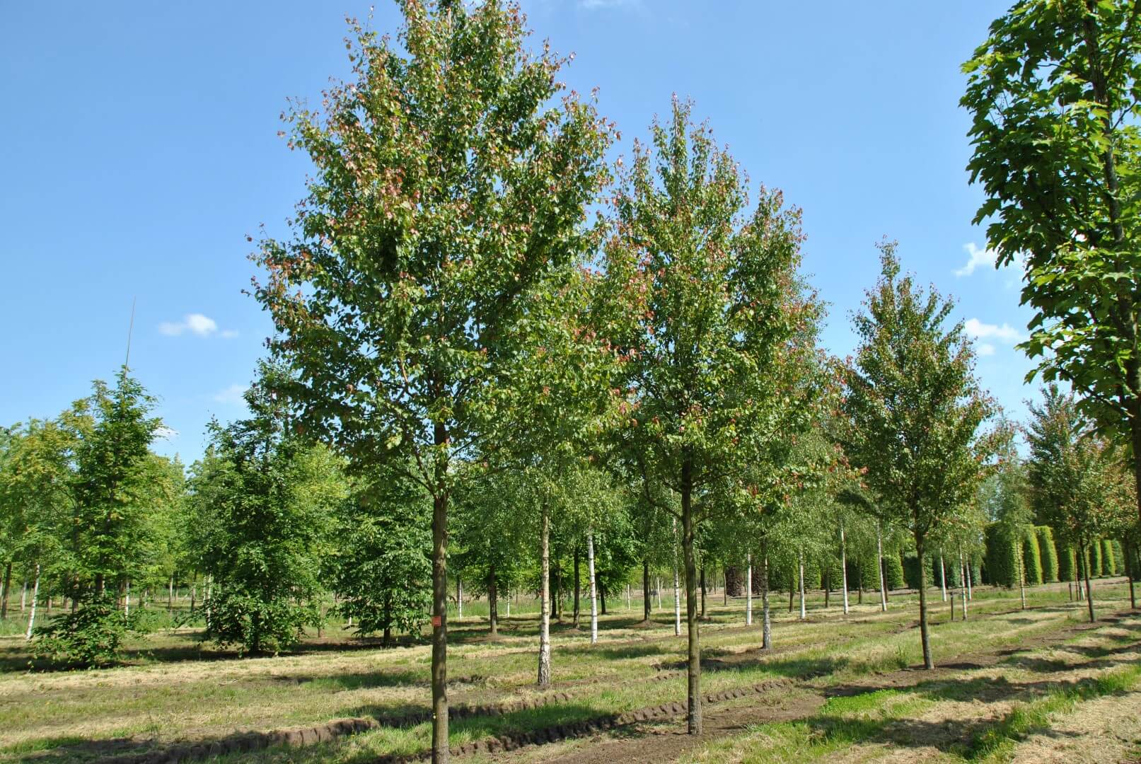 Acer rubrum var. Summer Red